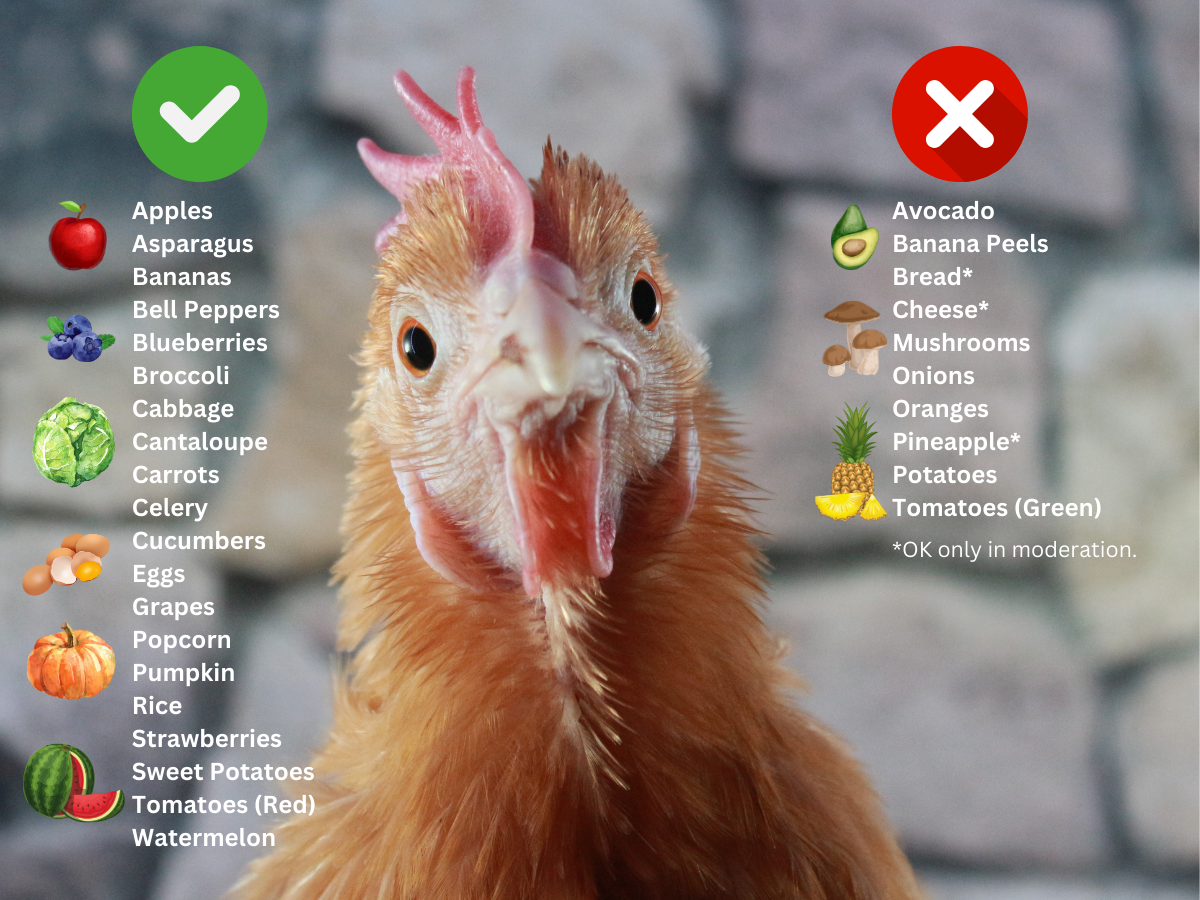 Can Chickens Eat That The Ultimate Guide to What Food Scraps